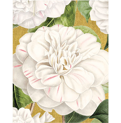 PAQUETE DE 4 TARJETAS CON SOBRE CAMELIA BLANCA